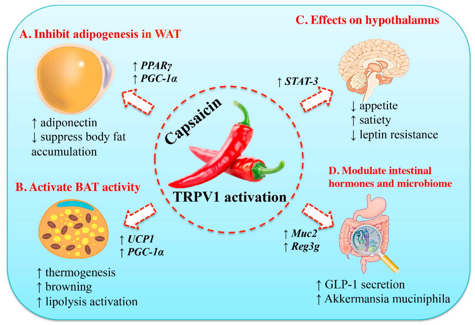 Capsaicin from chili pepper for fat burning