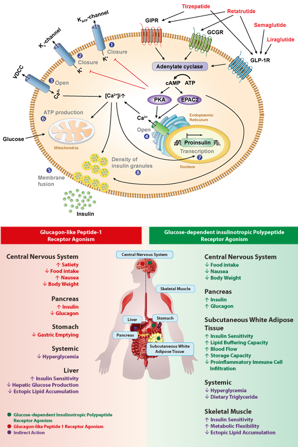 Hormonal balance for weight loss