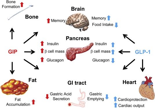 Mechanism of GLP-1 and GIP hormones