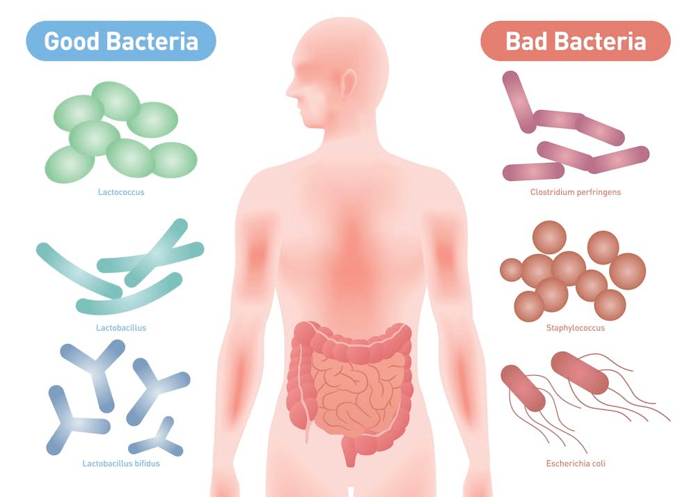 Healthy gut bacteria for weight management