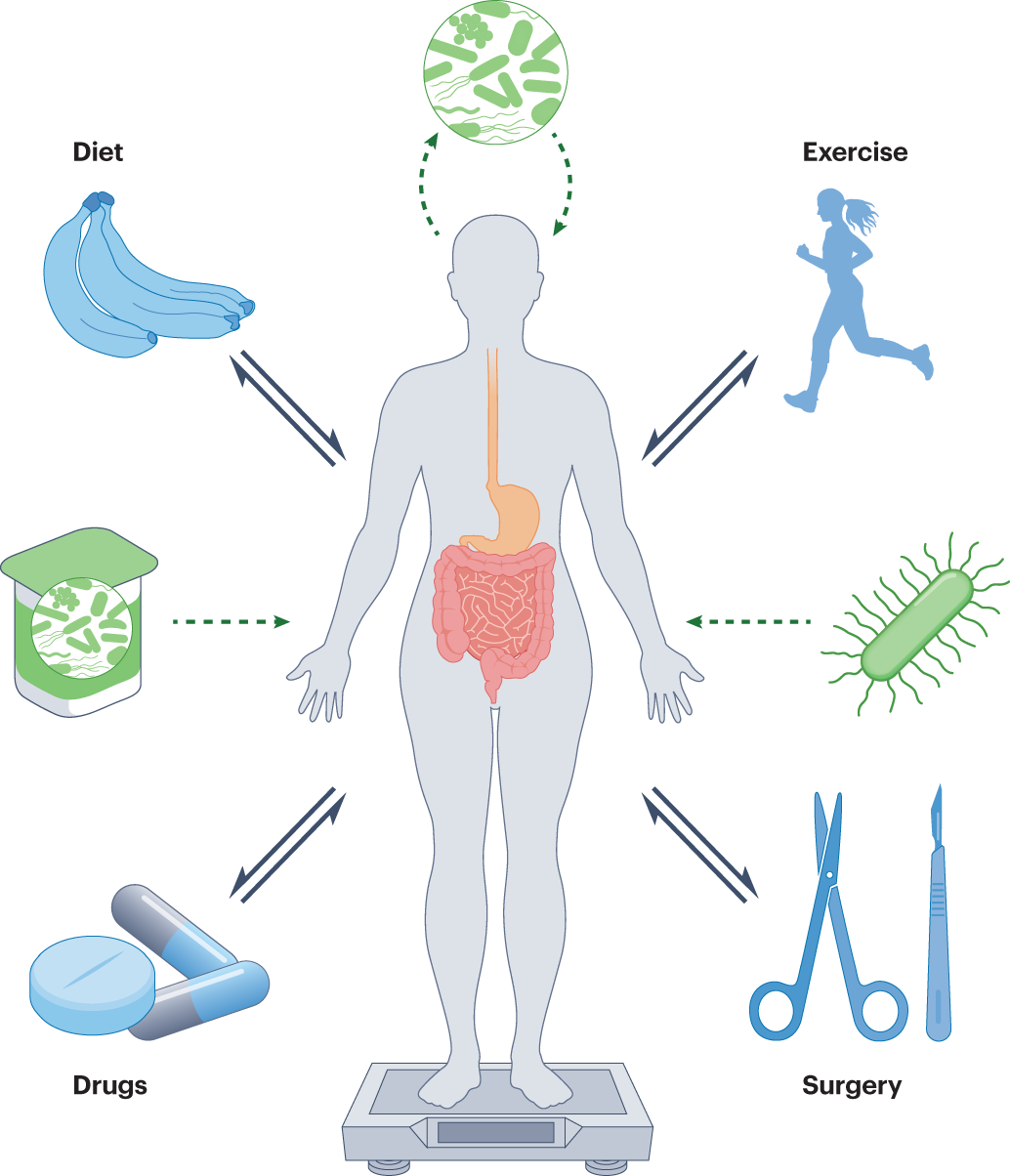 Diagram of gut microbiome
